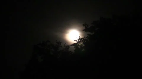 Tree branches in the wind at night against  moon Vídeos de archivo 39619685