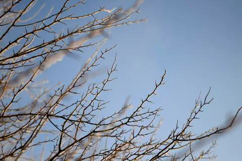 Tree branches in the wind 库存照片
