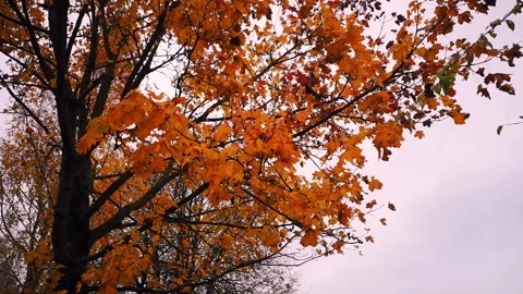 Tree branches in the wind. Sunset sky. Halloween. Stock Footage 287699889