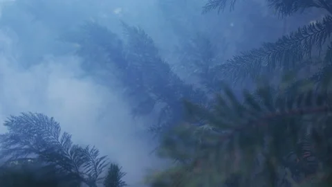 Tree branches on a windy day Stock Footage 216123873