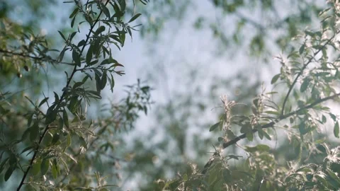 Tree branches in the windy sunny sky Video stock 197203708