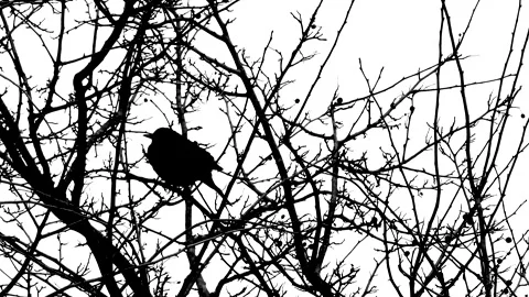 Tree branches in winter, bird - black silhouette isolated on white background Stock Footage 148892042
