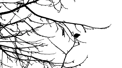 Tree branches -winter, bird - black silhouette isolated on white background Stock Footage 148917502