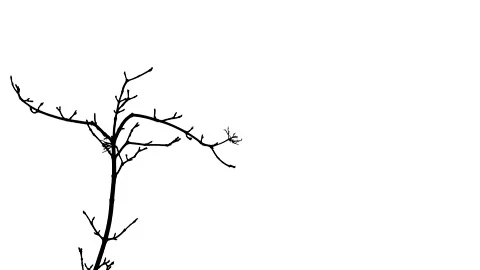 Tree branches in winter - black silhouette isolated on white background Stock Footage 148891351