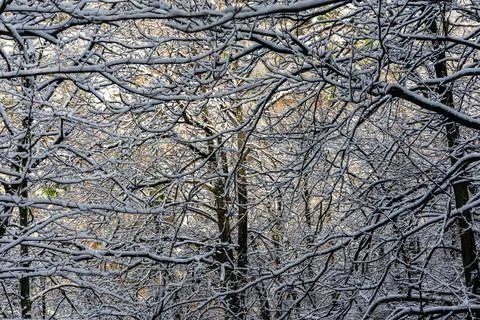 Tree branches in winter covered with snow. Stock Photos