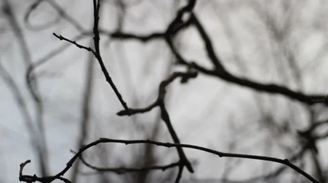 Tree Branches in winter. Stock Footage 35410550