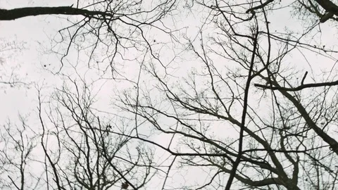 Tree branches in winter Stock Footage 71213379