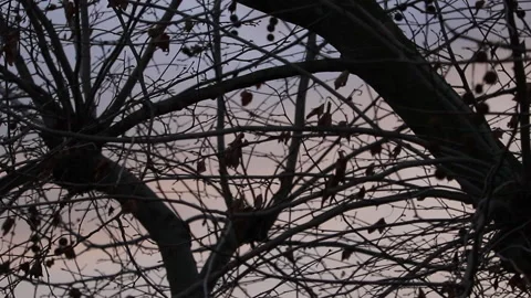 Tree Branches in winter Stock Footage 170386160