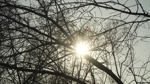 Tree branches in winter Stock Footage 294704799