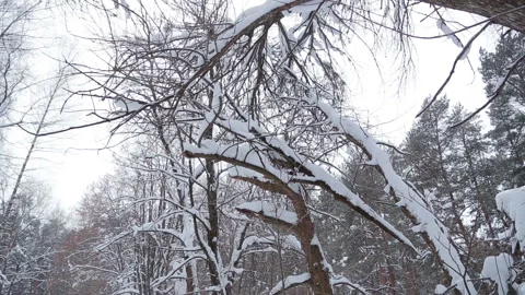 Tree branches in the winter in the park on which there is snow cover. Stock Footage 102913768