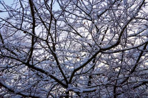 Tree branches winter, part 2 Stock Photos