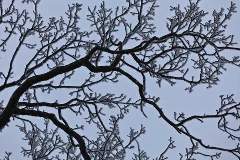 Tree branches in winter Stock Photos