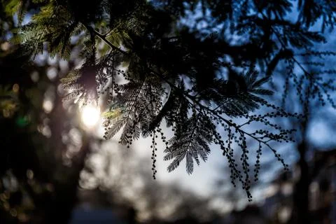 Tree branches in winter Stock Photos