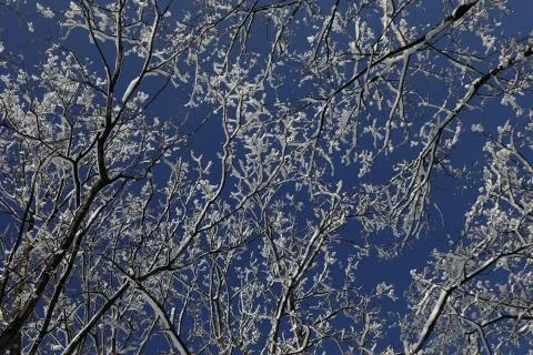 Tree branches in winter Stock Photos