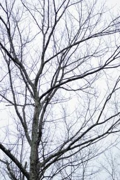 Tree Branches in the Winter 写真素材