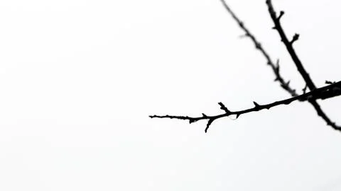 Tree branches on winter Stock Photos