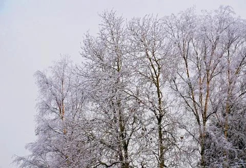 Tree branches winter Stock Photos
