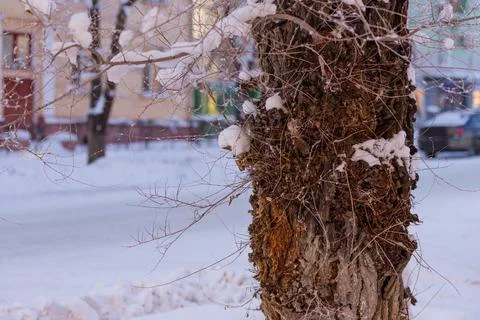 The tree branches in winter Stock Photos
