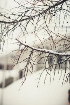 Tree branches in winter russian forest at sun day with snow Stock Photos