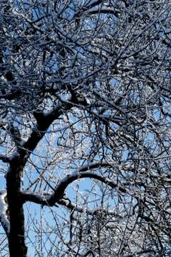 Tree branches in winter in the snow Stock Photos