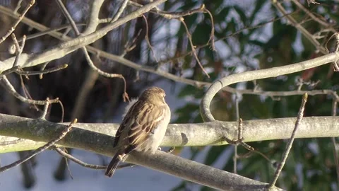Tree branches in winter with sparrow. Snow. With audio. Birds chirping. Stock Footage 151911997