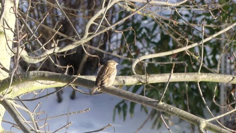 Tree branches in winter with sparrow. Snow. With audio. Birds chirping. Stock Footage 151912073