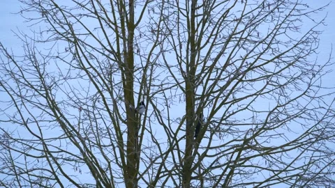 Tree branches in winter with two magpies - snow in background, wind Stock Footage 151885852