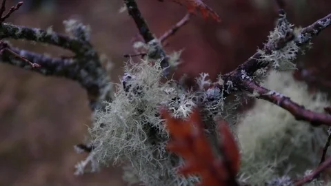 Tree Branches winter wind Stock Footage 79994116