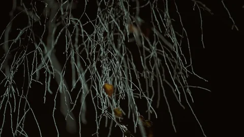 Tree Branches In Winter wWthout Leaves In The Night Dark. Stockbeeldmateriaal 121048199