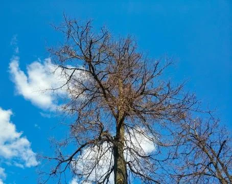 Tree branches without foliage against a blue sky with white clouds. Stock Photos