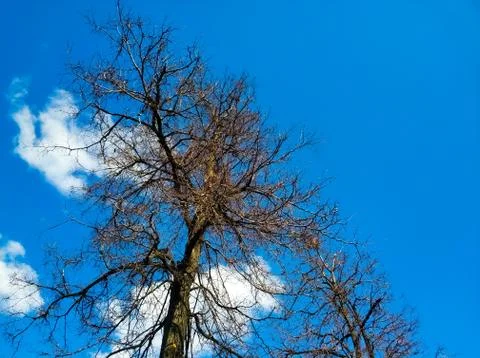 Tree branches without foliage against a blue sky with white clouds. Stock Photos