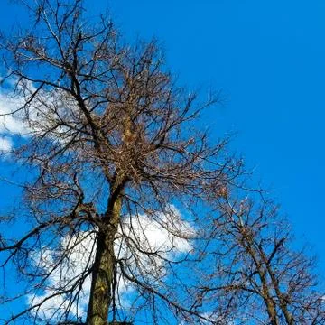 Tree branches without foliage against a blue sky with white clouds. Stock Photos