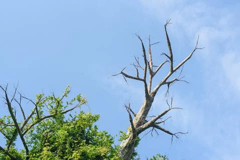 Tree branches without green leaves and big dry branch against blue sky Stock Photos