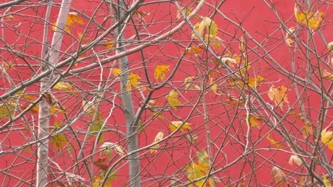 Tree branches without leaf on red background Video stock 263861961
