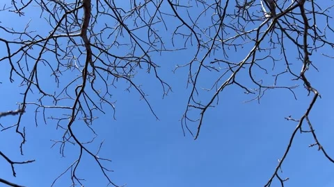 Tree branches without leaf with sky in the background Video stock 306562889