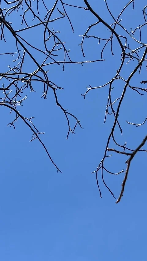 Tree branches without leaf with sky in the background Video stock 306563001
