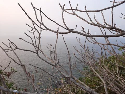 Tree branches without leaf with sunset background. branches of a tree in winter, Stock Photos