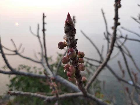 Tree branches without leaf with sunset background. branches of a tree in winter, Stock Photos