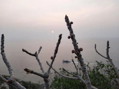 Tree branches without leaf with sunset background. branches of a tree in winter, Stock Photos