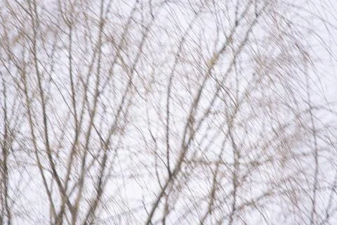 Tree branches without leaves Abstract Stock Photos