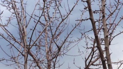 Tree branches without leaves against a cloudy rainy sky. Stock Footage 183840938