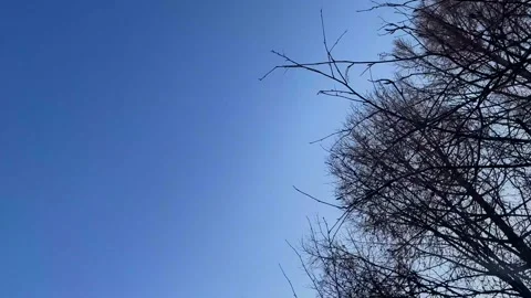 Tree branches without leaves against the blue sky. Stock Footage 270444415
