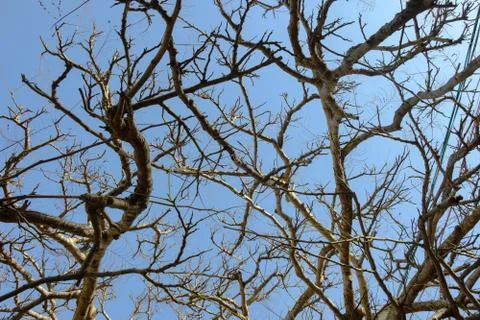 Tree branches without leaves against the sky in Israel Stock Photos