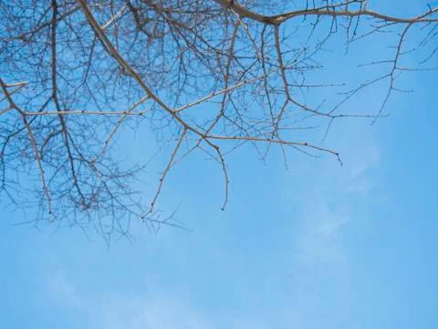 Tree branches without leaves against the blue sky. Stock Photos
