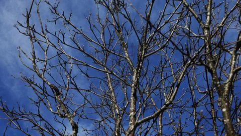 Tree branches without leaves against intense blue sky Stock Photos
