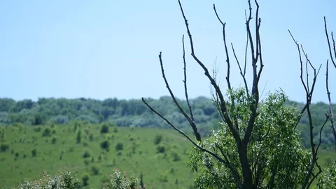 Tree branches without leaves on a background of a field Video stock 76966993