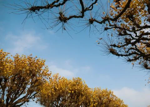 Tree branches without leaves on a blue sky background Stock Photos