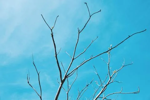 Tree branches without leaves on blue sky background. Stock-Fotos