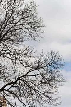 Tree branches without leaves on cloudy sky background Stock Photos