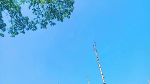 Tree branches without leaves Stock Footage 290919225